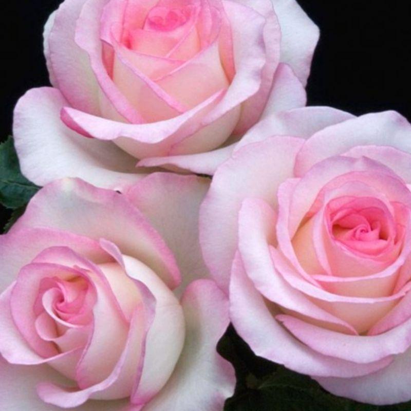 月光石 Moonstone 花型美/多花/植株強健/花大/耐開/灌木/大輪/茶香/微香/四季開-細節圖3