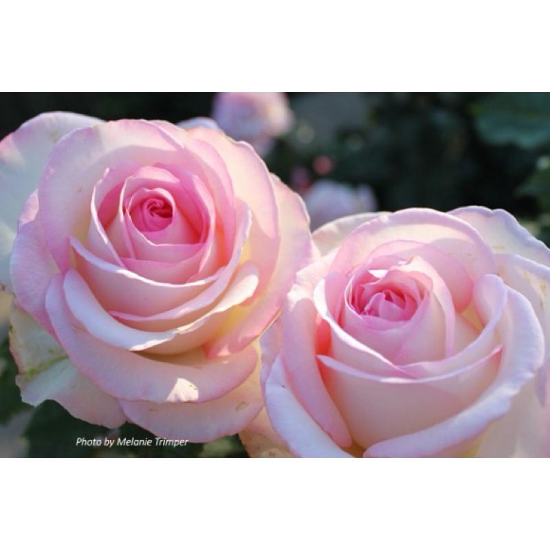 月光石 Moonstone 花型美/多花/植株強健/花大/耐開/灌木/大輪/茶香/微香/四季開-細節圖4