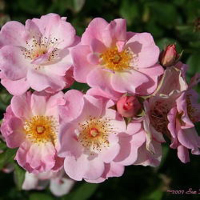 【賣花姑娘｜賣花女｜花姑娘】7-8吋盆｜可以做花牆、花拱門🌸長勢強 適合新手 蔓性 藤本-細節圖2