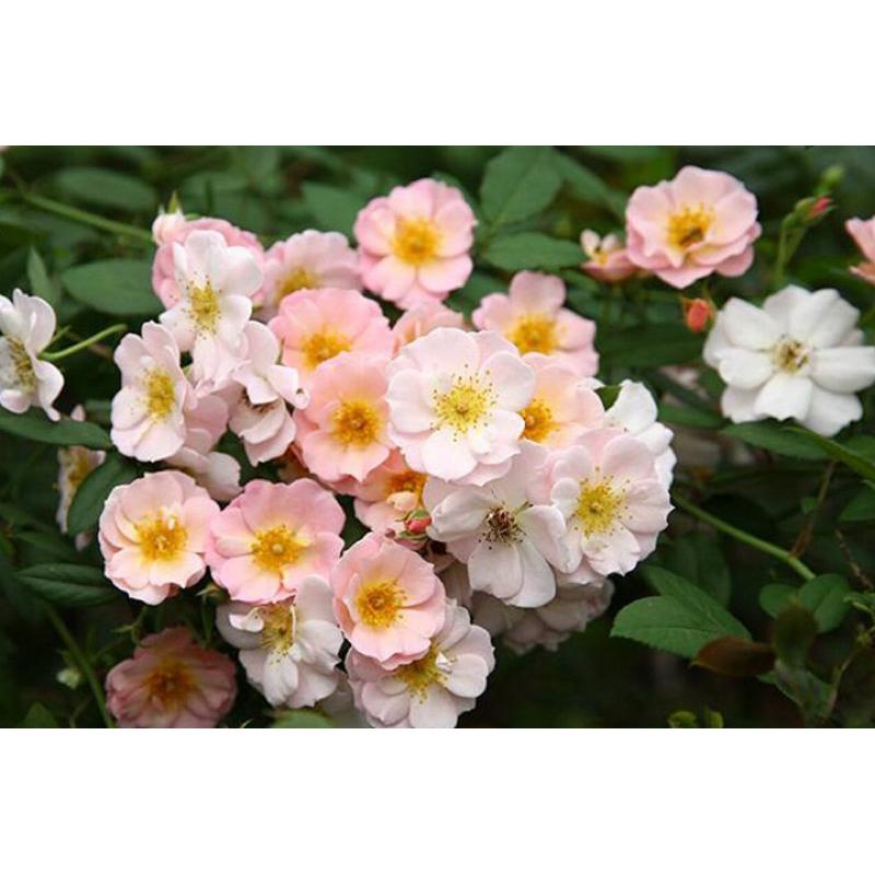 【賣花姑娘｜賣花女｜花姑娘】7-8吋盆｜可以做花牆、花拱門🌸長勢強 適合新手 蔓性 藤本-細節圖4