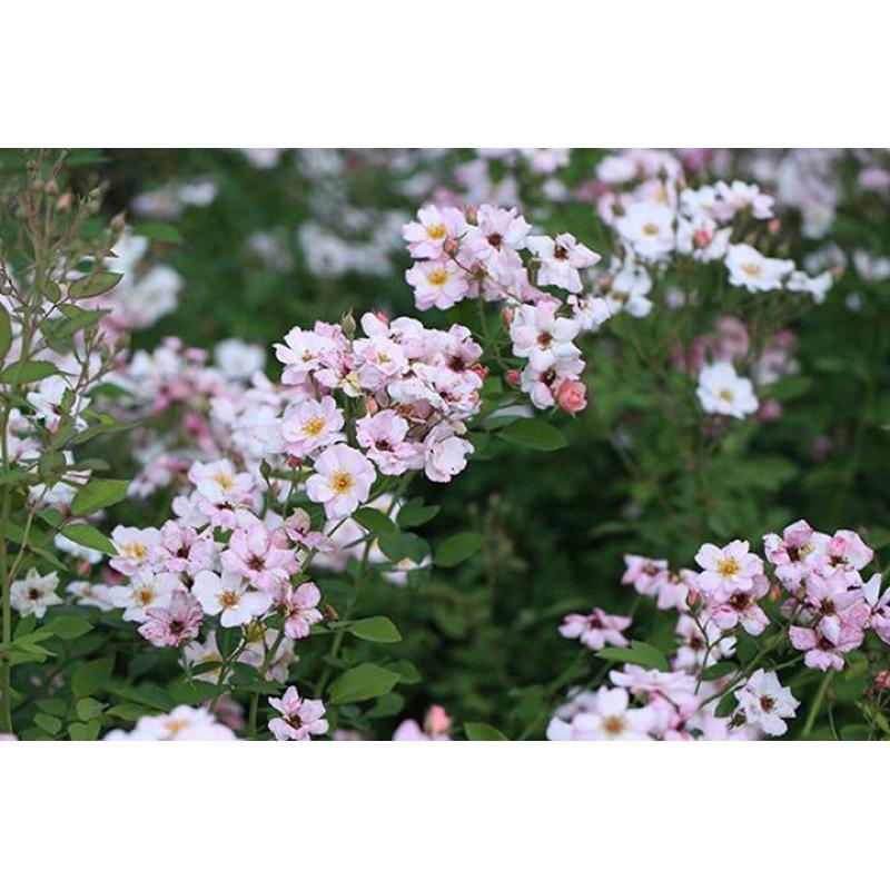 【賣花姑娘｜賣花女｜花姑娘】7-8吋盆｜可以做花牆、花拱門🌸長勢強 適合新手 蔓性 藤本-細節圖6