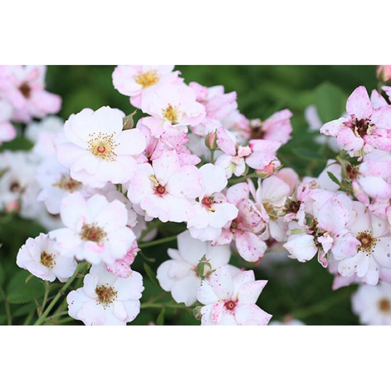 【賣花姑娘｜賣花女｜花姑娘】7-8吋盆｜可以做花牆、花拱門🌸長勢強 適合新手 蔓性 藤本-細節圖7