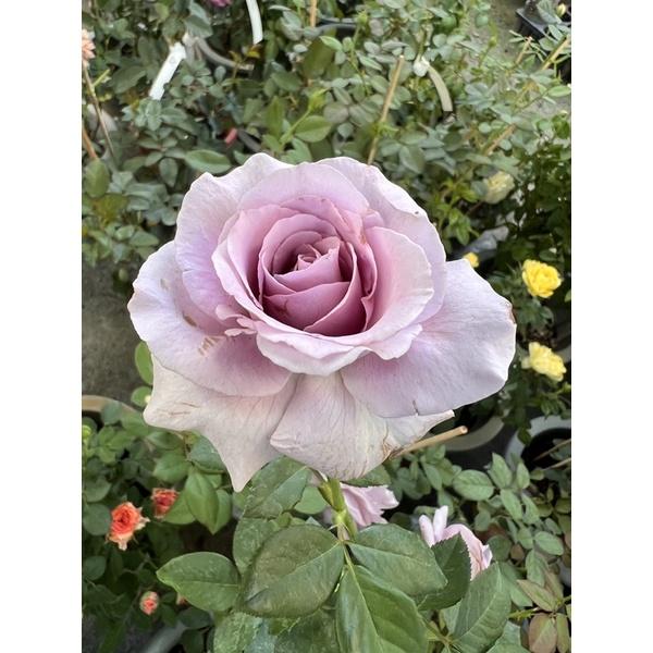 香水的秘密 7-8吋盆 絕美紫色品種 超大花！-細節圖2