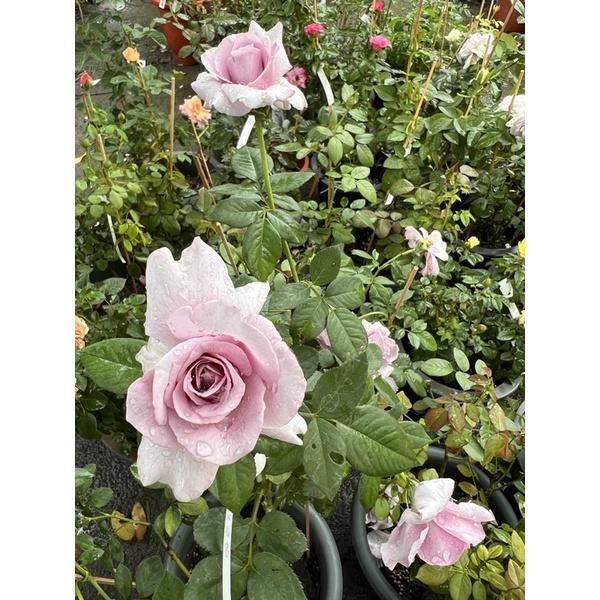 香水的秘密 7-8吋盆 絕美紫色品種 超大花！-細節圖3