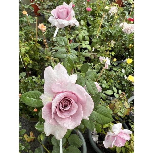 香水的秘密 7-8吋盆 絕美紫色品種 超大花！-細節圖4