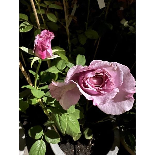 香水的秘密 7-8吋盆 絕美紫色品種 超大花！-細節圖5