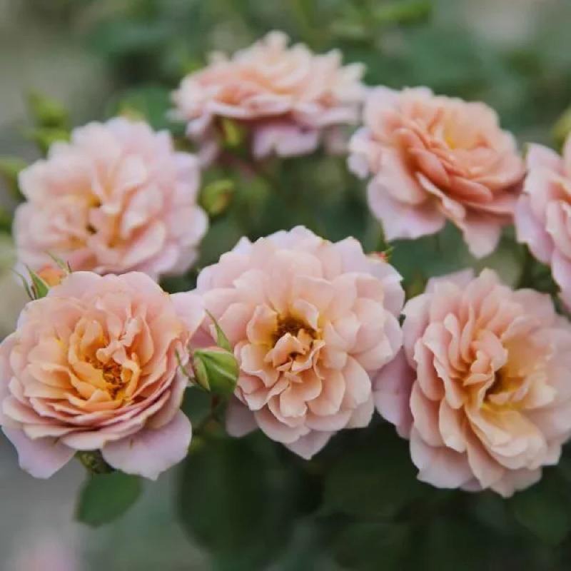 【復古色系｜花量超大！】伊織 Iori/古典茶色/咖啡色系/黃色/玫瑰花 微香 豐花 四季開-細節圖2