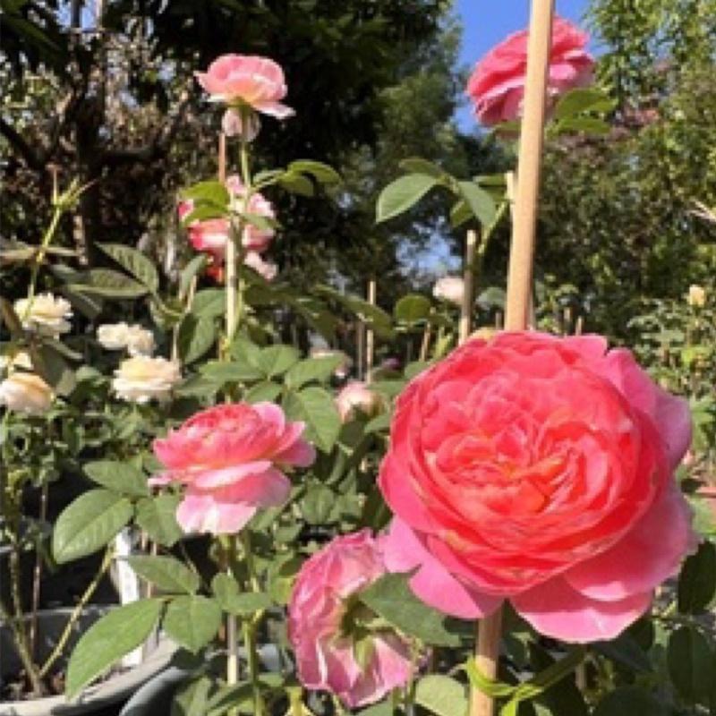 【藝術家系列】克勞德莫內🎨花量超大～豐花/四季開/微香 適合新手唷～-細節圖2