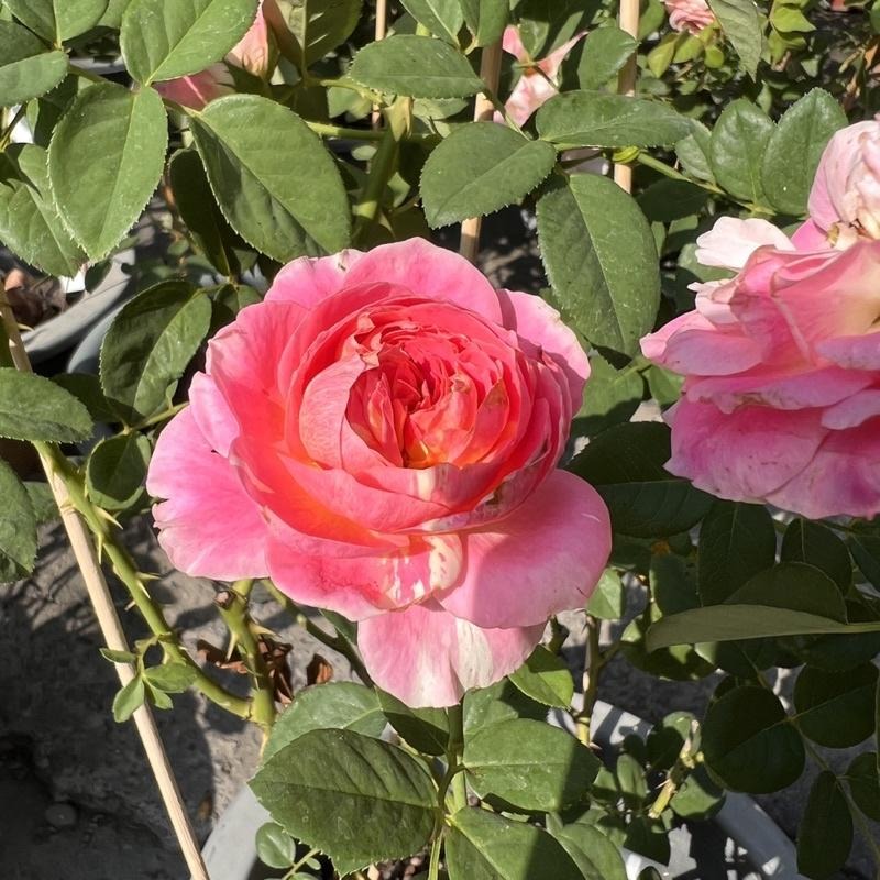 【藝術家系列】克勞德莫內🎨花量超大～豐花/四季開/微香 適合新手唷～-細節圖3