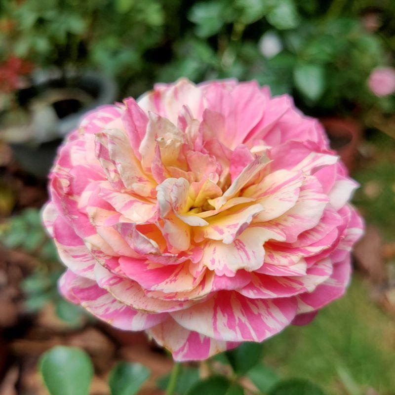 【藝術家系列】克勞德莫內🎨花量超大～豐花/四季開/微香 適合新手唷～-細節圖4