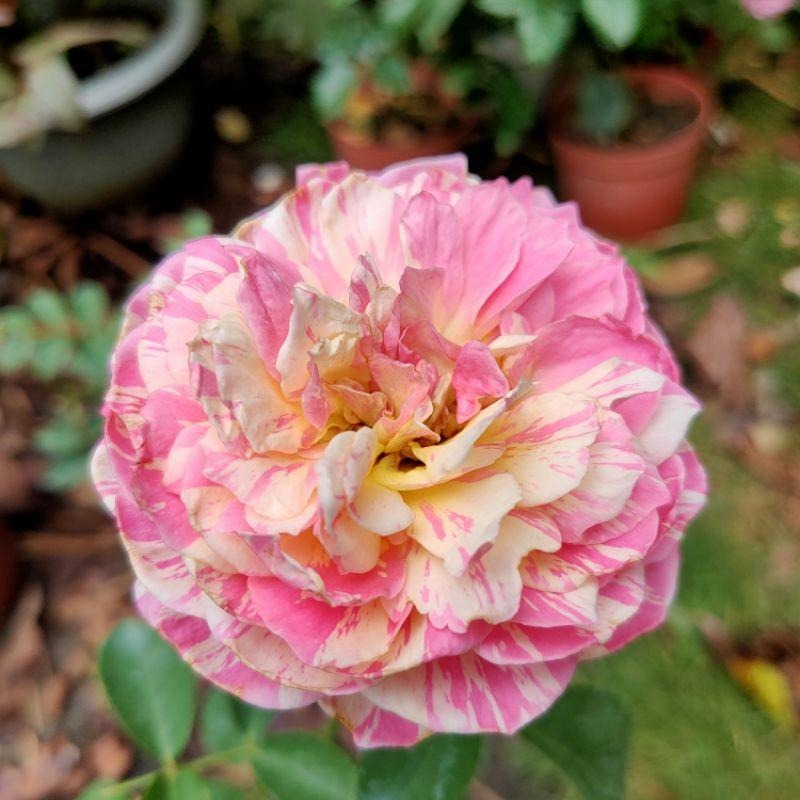 【藝術家系列】克勞德莫內🎨花量超大～豐花/四季開/微香 適合新手唷～-細節圖5