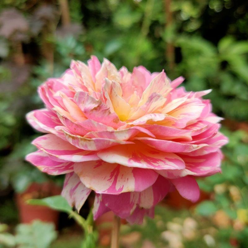 【藝術家系列】克勞德莫內🎨花量超大～豐花/四季開/微香 適合新手唷～-細節圖6