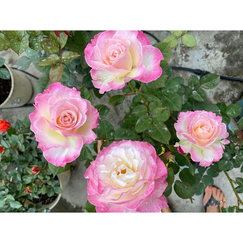 【天使系列】六翼天使｜熾天使  7-8吋盆 灌木 日本玫瑰🇯🇵 花量大 仙氣品種-細節圖2