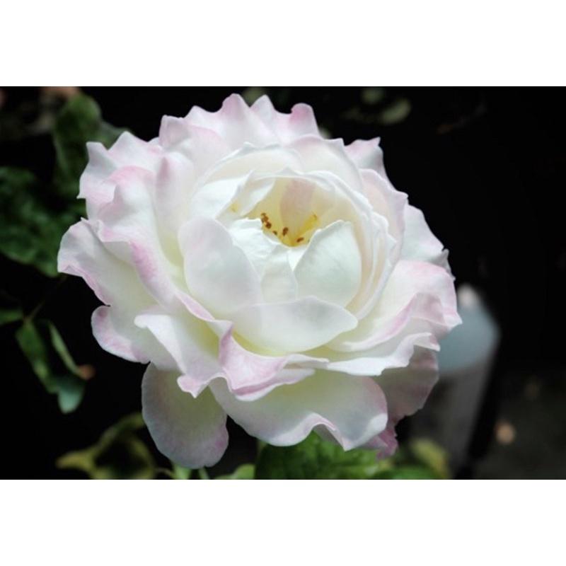 【天使系列】六翼天使｜熾天使  7-8吋盆 灌木 日本玫瑰🇯🇵 花量大 仙氣品種-細節圖3