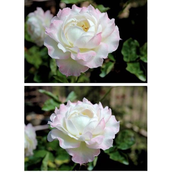 【天使系列】六翼天使｜熾天使  7-8吋盆 灌木 日本玫瑰🇯🇵 花量大 仙氣品種-細節圖4