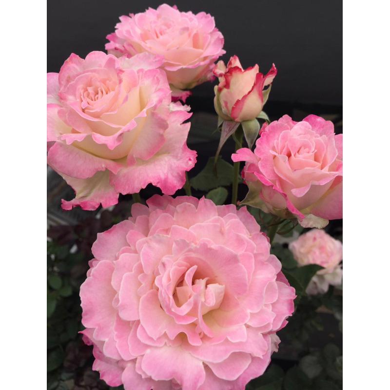 【天使系列】六翼天使｜熾天使  7-8吋盆 灌木 日本玫瑰🇯🇵 花量大 仙氣品種-細節圖5