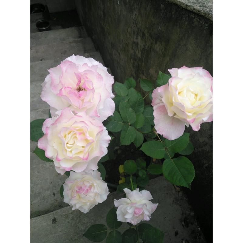 【天使系列】六翼天使｜熾天使  7-8吋盆 灌木 日本玫瑰🇯🇵 花量大 仙氣品種-細節圖6