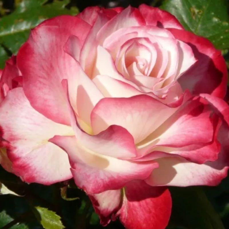 【花量超大】摩洛哥公爵 新手必養！中輪/四季開/微香/多花/強健-細節圖2