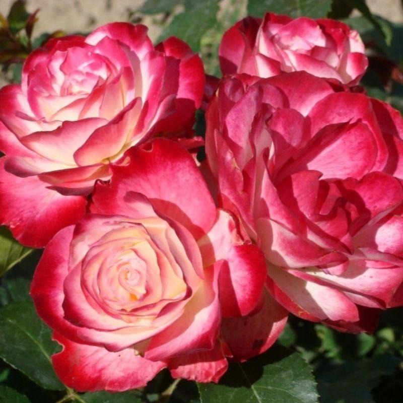 【花量超大】摩洛哥公爵 新手必養！中輪/四季開/微香/多花/強健-細節圖3