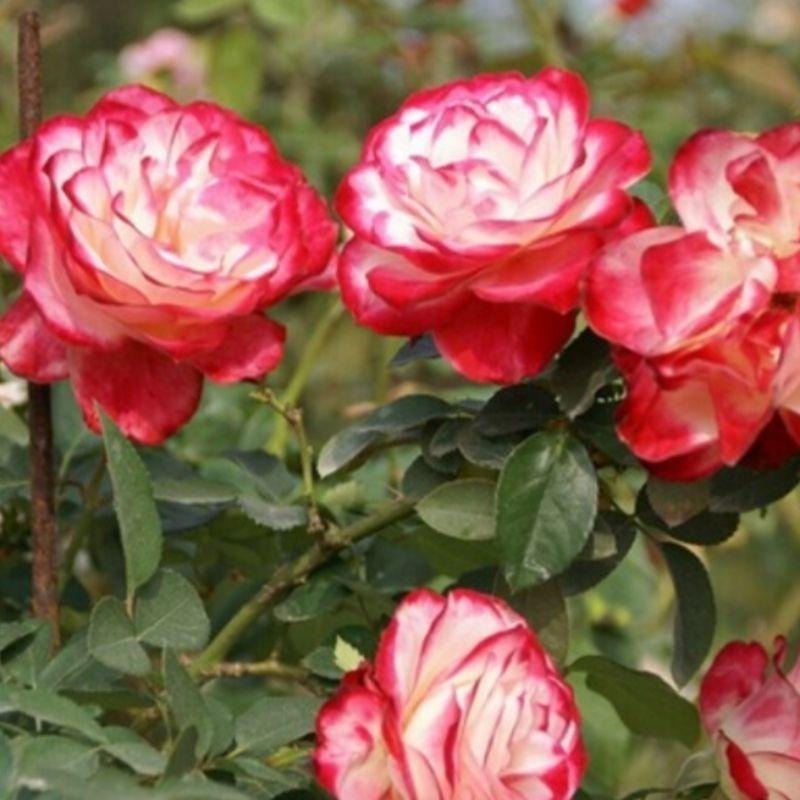 【花量超大】摩洛哥公爵 新手必養！中輪/四季開/微香/多花/強健-細節圖4