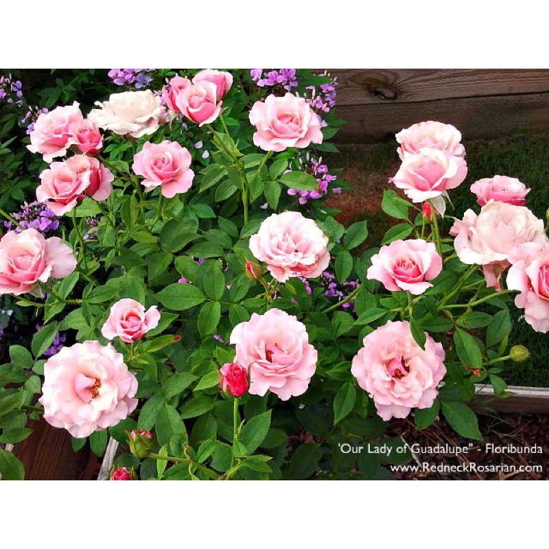 【花量超大】瓜達露佩聖母/聖母瑪莉亞 新手必種品種！-細節圖3