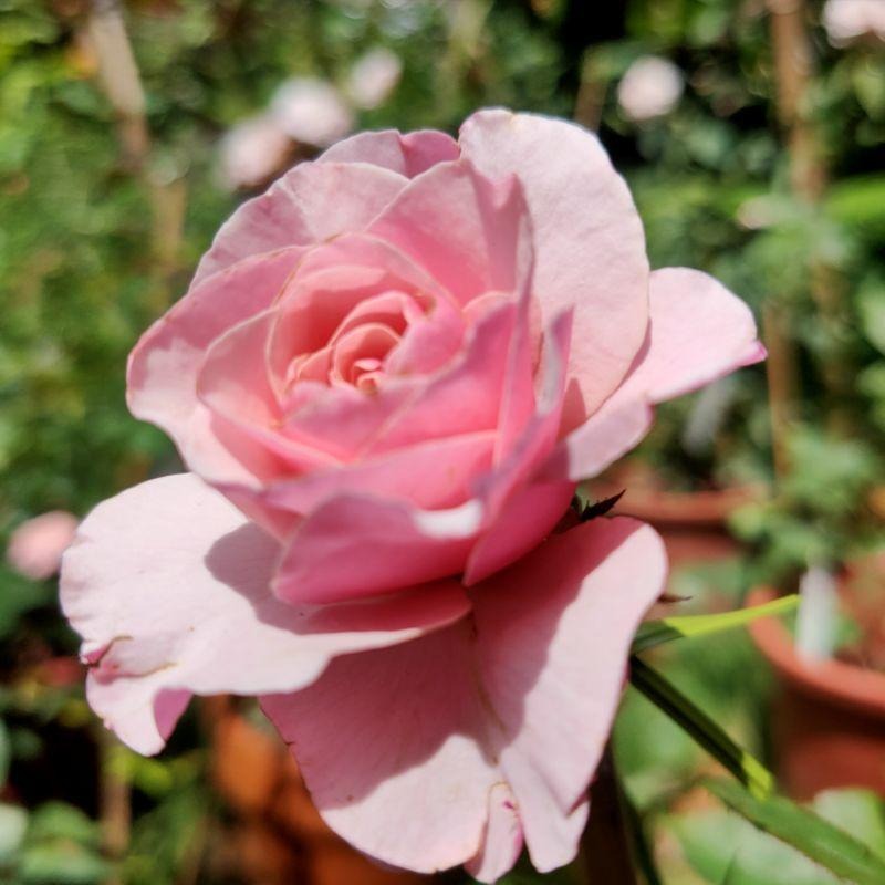 【花量超大】瓜達露佩聖母/聖母瑪莉亞 新手必種品種！-細節圖6