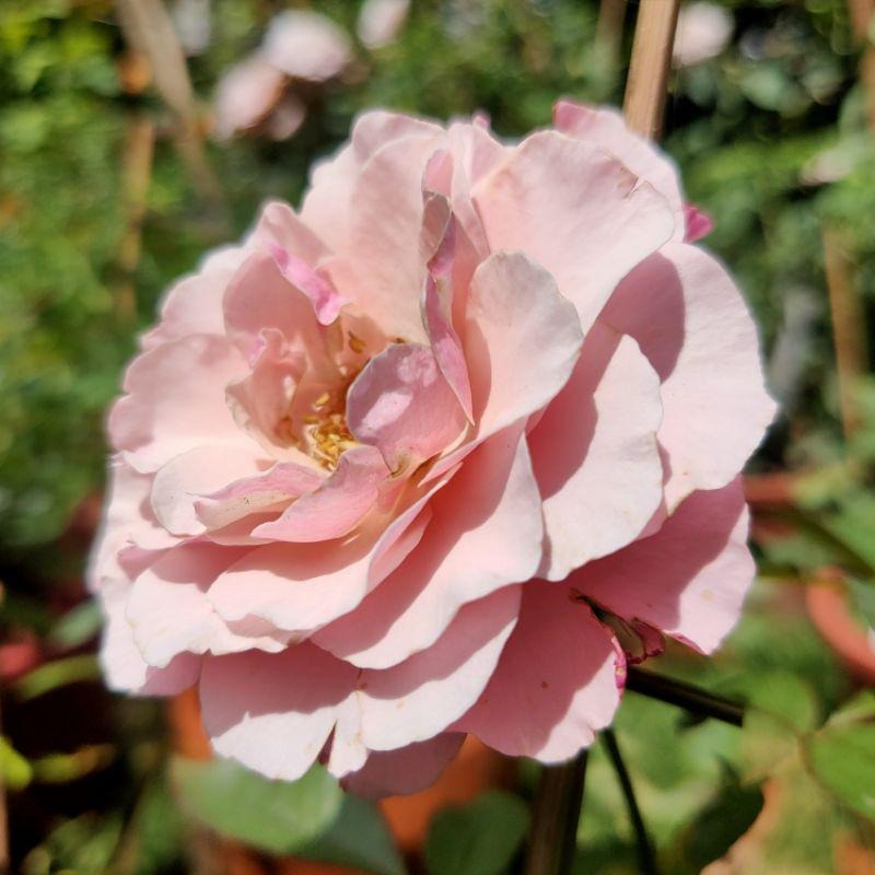 【花量超大】瓜達露佩聖母/聖母瑪莉亞 新手必種品種！-細節圖7