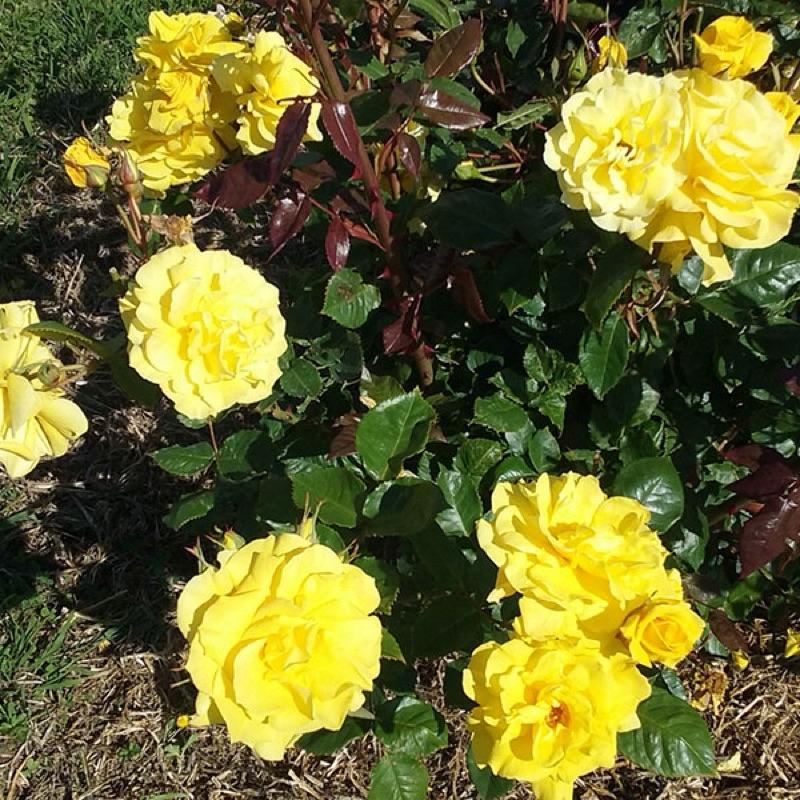 【花果檸檬香氣】福利吉亞 7-8吋盆 適合新手！灌木｜長勢強｜豐花｜四季開｜德國玫瑰🇩🇪-細節圖2