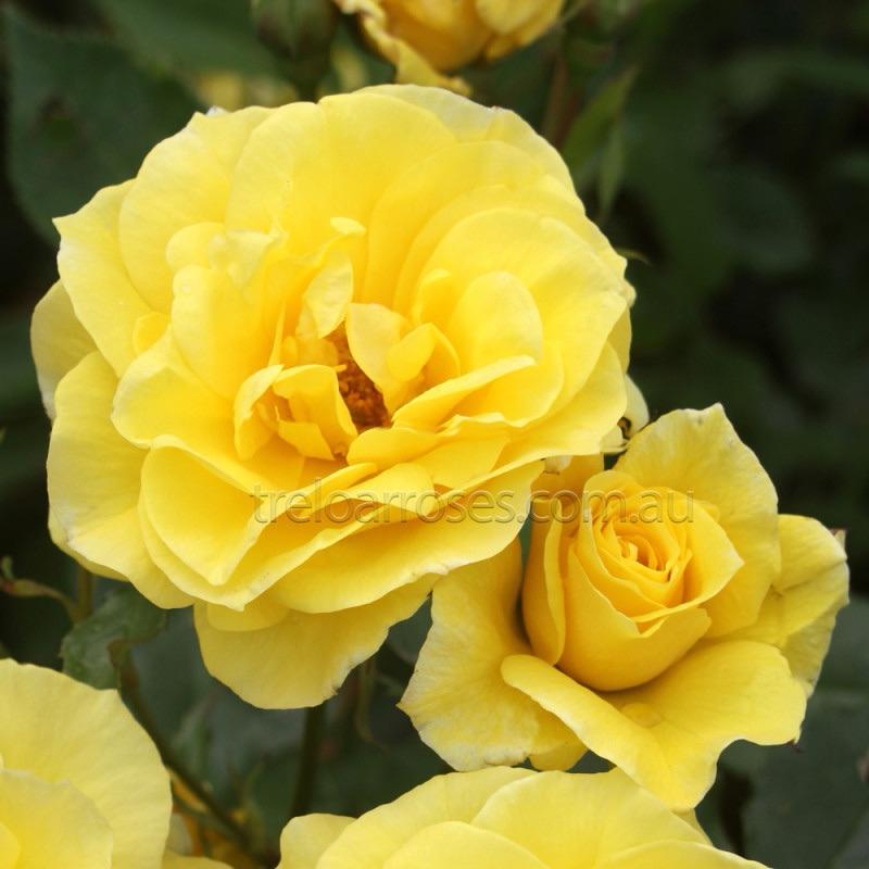 【花果檸檬香氣】福利吉亞 7-8吋盆 適合新手！灌木｜長勢強｜豐花｜四季開｜德國玫瑰🇩🇪-細節圖3