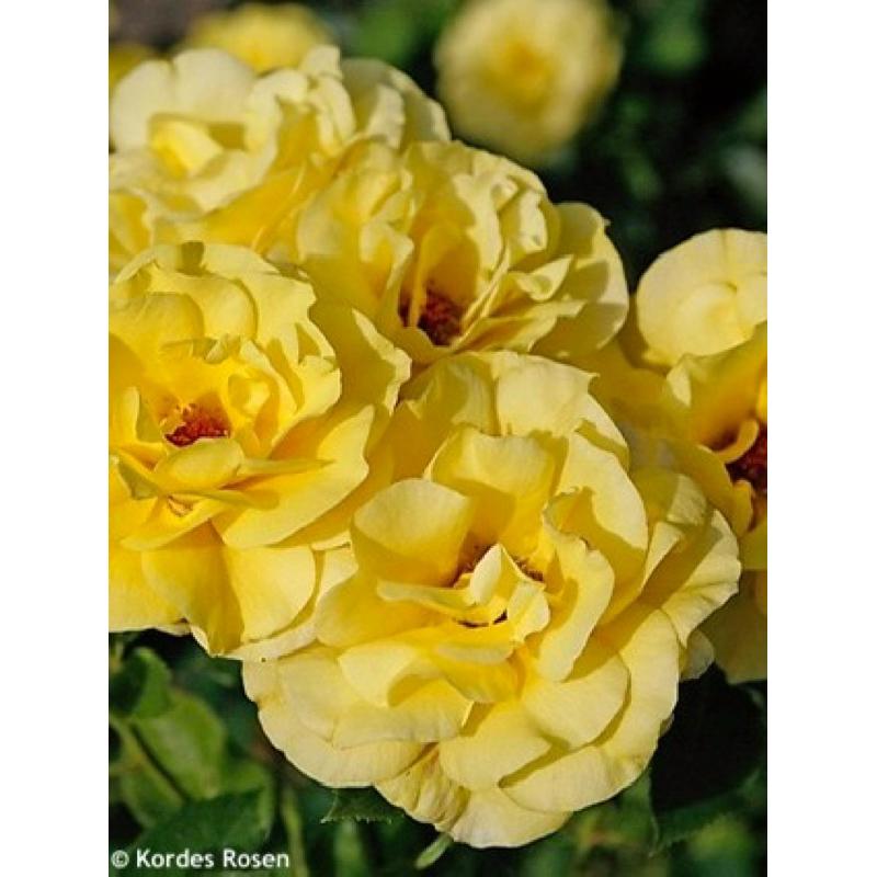 【花果檸檬香氣】福利吉亞 7-8吋盆 適合新手！灌木｜長勢強｜豐花｜四季開｜德國玫瑰🇩🇪-細節圖6