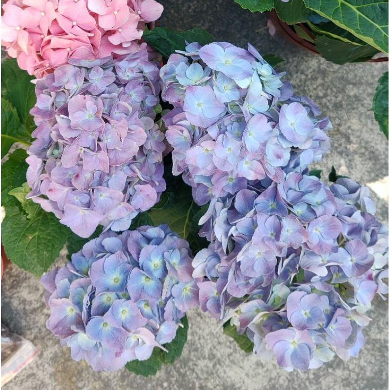 分枝多！售完不補💙稀少無盡夏繡球花💜稀有品種 繡球花中的王者 5-6吋盆-細節圖2