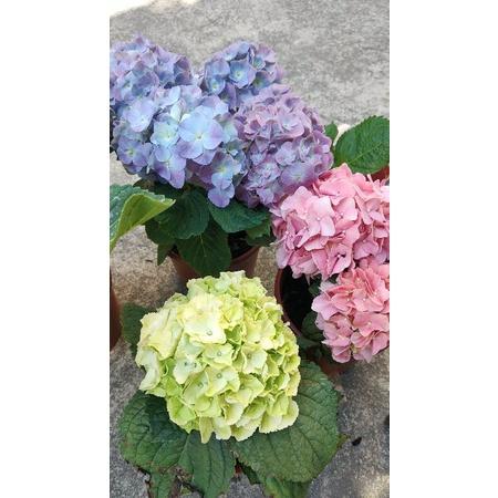 分枝多！售完不補💙稀少無盡夏繡球花💜稀有品種 繡球花中的王者 5-6吋盆-細節圖3