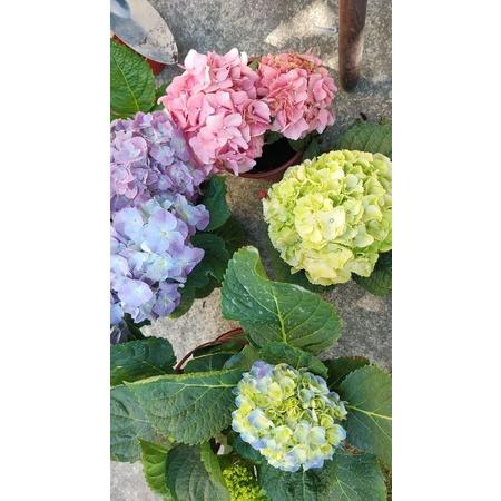 分枝多！售完不補💙稀少無盡夏繡球花💜稀有品種 繡球花中的王者 5-6吋盆-細節圖5