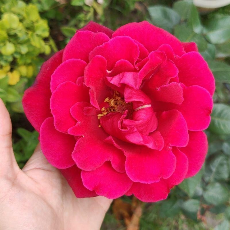 分枝多食用玫瑰！甜蜜/蜜妮 Honey 四季開花/大輪/強香/直立性/無刺/長勢強/強健/豐花-細節圖3