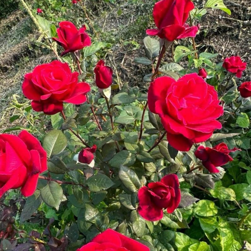 【食用玫瑰組合】秋日胭脂+甜蜜 7-8吋盆 超值組合！-細節圖2