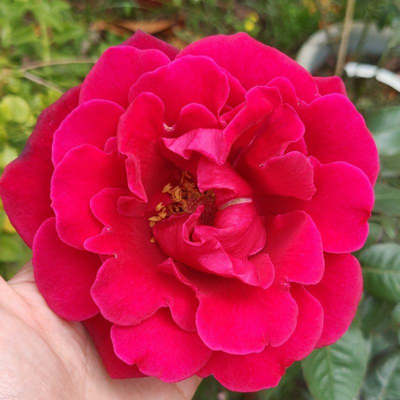 【食用玫瑰組合】秋日胭脂+甜蜜 7-8吋盆 超值組合！-細節圖3