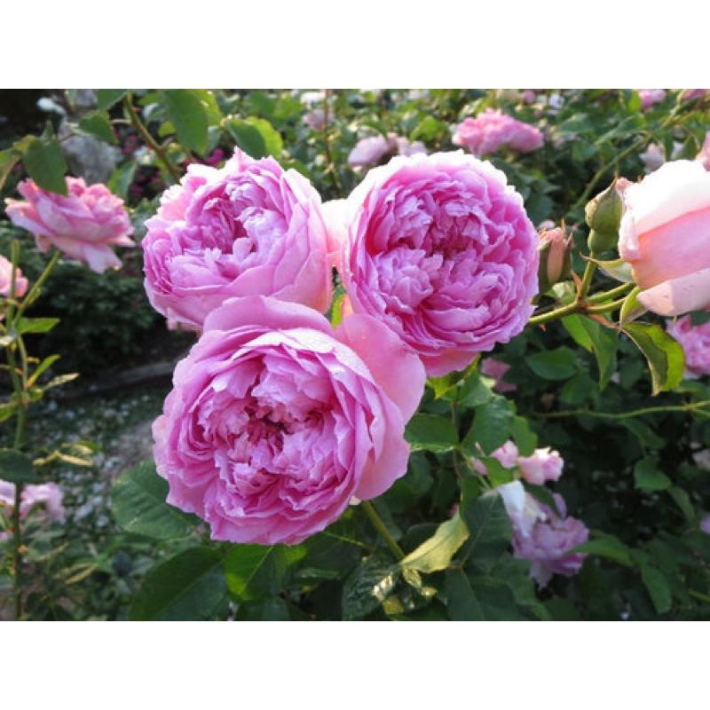 菲查爾德 7-8吋盆 可灌木可蔓性｜香氣馥郁｜適合台灣天氣｜適合新手-細節圖2