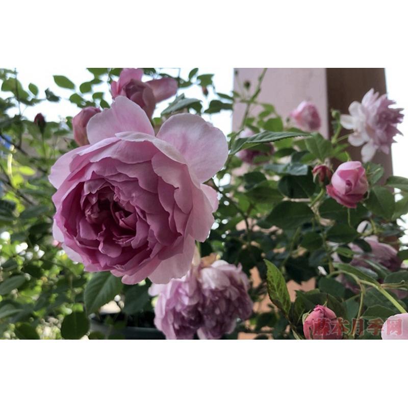 菲查爾德 7-8吋盆 可灌木可蔓性｜香氣馥郁｜適合台灣天氣｜適合新手-細節圖3