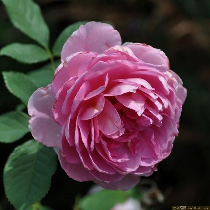 菲查爾德 7-8吋盆 可灌木可蔓性｜香氣馥郁｜適合台灣天氣｜適合新手-細節圖4