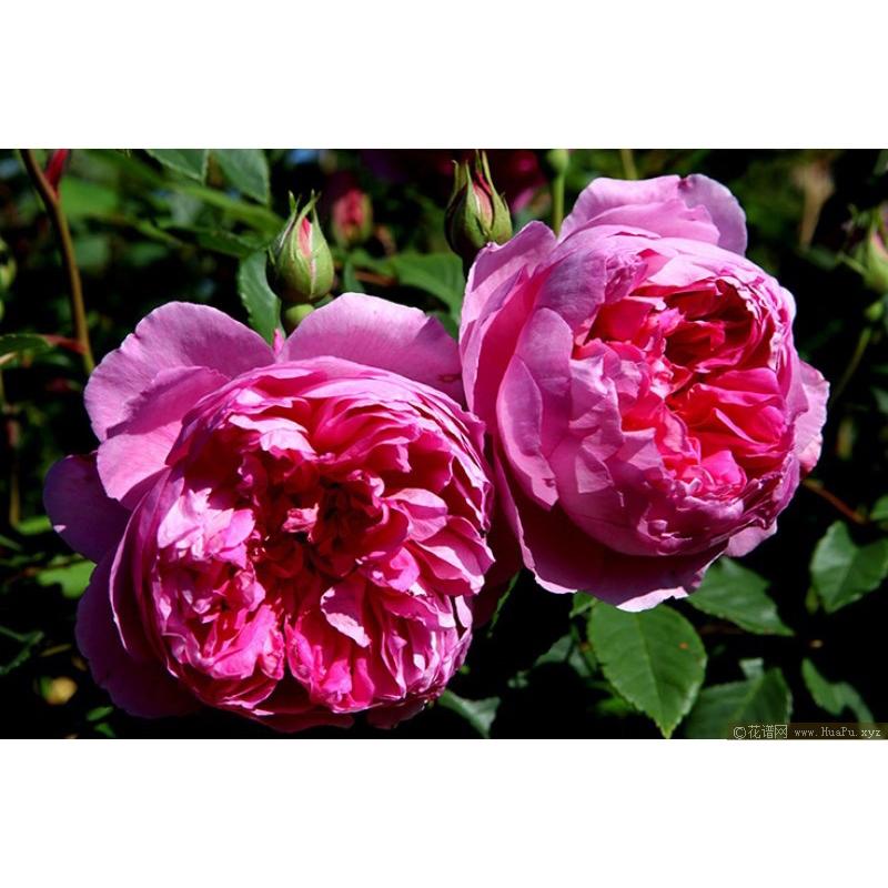 菲查爾德 7-8吋盆 可灌木可蔓性｜香氣馥郁｜適合台灣天氣｜適合新手-細節圖5