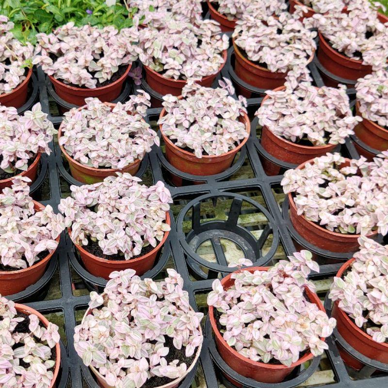 💗胭脂雲💗3-4吋盆 觀葉植物 陽台植物 庭園植物-細節圖2