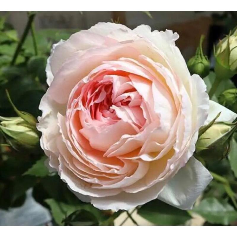 【植株美 請把握】天使之戀🪽打贏龍莎寶石的缺點‼️日本玫瑰 四季開 包子花 適合新手-細節圖2