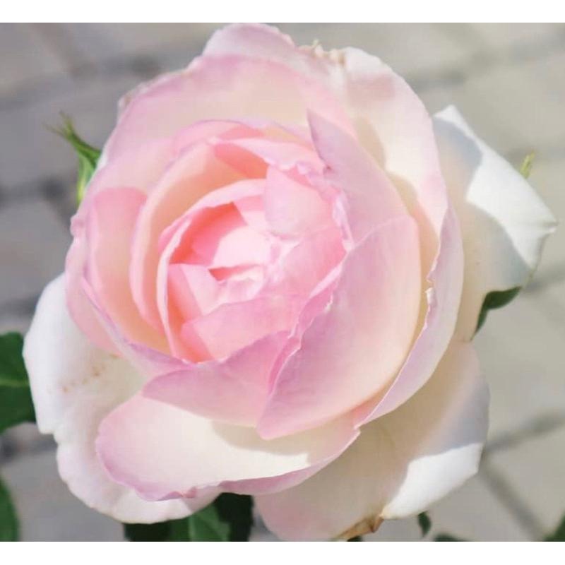 【植株美 請把握】天使之戀🪽打贏龍莎寶石的缺點‼️日本玫瑰 四季開 包子花 適合新手-細節圖3