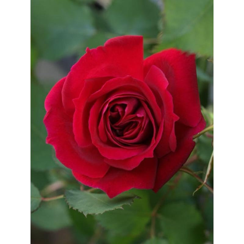 【食用玫瑰】保加利亞國色天香 3-4吋盆 適合新手 灌木 強香-細節圖2