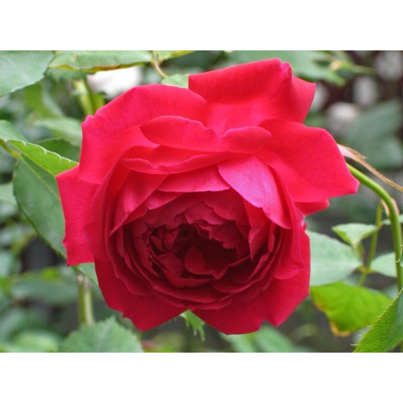 【食用玫瑰】保加利亞國色天香 3-4吋盆 適合新手 灌木 強香-細節圖3