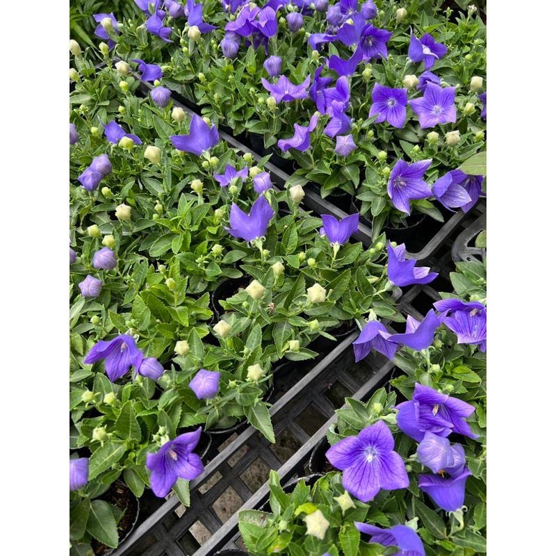 🌈精選7盆不同種類小花🌈3-4吋💚多種的植物、花類、香草、植栽。-細節圖3