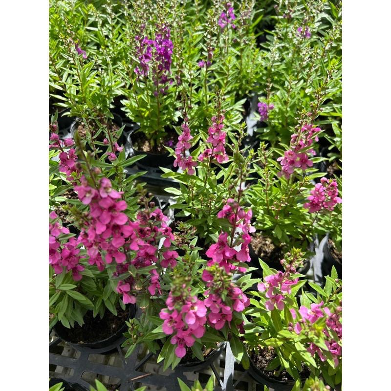 🌈精選7盆不同種類小花🌈3-4吋💚多種的植物、花類、香草、植栽。-細節圖5