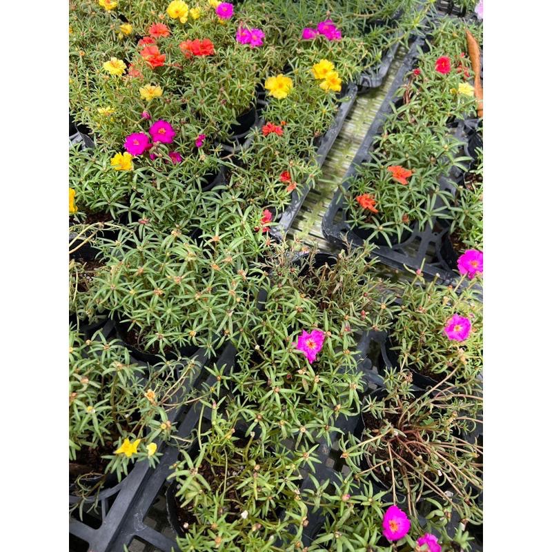 🌈精選7盆不同種類小花🌈3-4吋💚多種的植物、花類、香草、植栽。-細節圖6