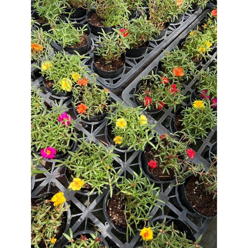 🌈精選7盆不同種類小花🌈3-4吋💚多種的植物、花類、香草、植栽。-細節圖7
