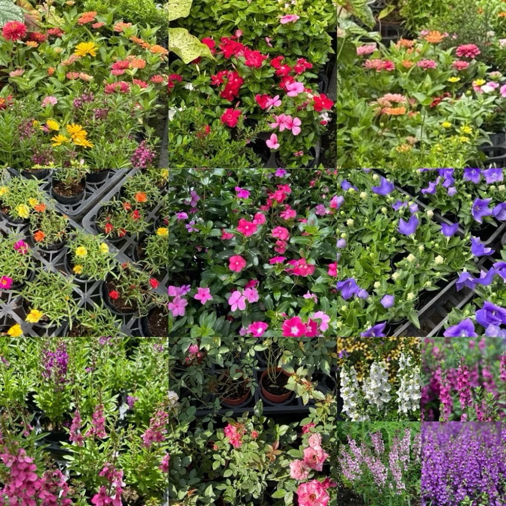 🌈精選7盆不同種類小花🌈3-4吋💚多種的植物、花類、香草、植栽。-細節圖8
